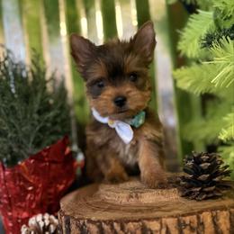 Luca - Liver male Yorkshire Terrier puppy in Howe, Oklahoma from Ray Holder
