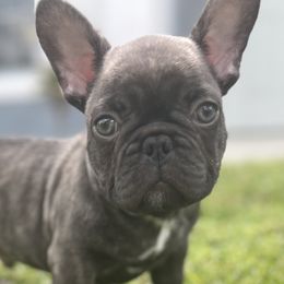 French Bulldogs from Tiny Besties