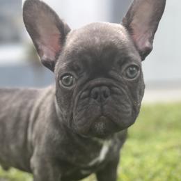 French Bulldogs from Tiny Besties