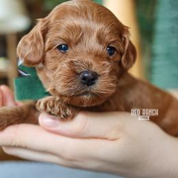 Oliver - Red male Cavapoo puppy in Salado, Texas from Red Ranch Dogs