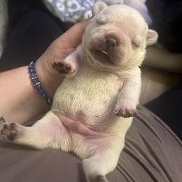 French Bulldog Puppies from The three little frenchies