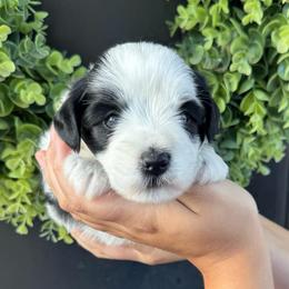 Randy Red collar boy - Parti male Miniature Schnauzer puppy in Oneonta, Alabama from Murphree Valley Kennels
