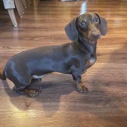 Roxy - Dachshund