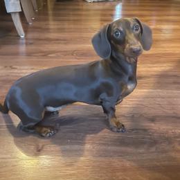Roxy - Dachshund