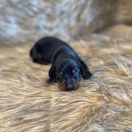 Maddox - Black and cream male Dachshund puppy in Purdy, Missouri from Shotgun Pups