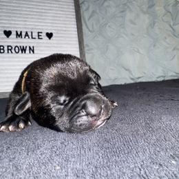Brown Collar - Black brindle male Cane Corso puppy in Atlanta, Georgia from Brandy Horne