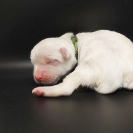 Companion Cross, Maltese, and Maltipoo Puppies from Seeking Shalom Acres Maltese, Maltipoos & Havamalts