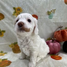Rainy - Buff and white female Cockapoo puppy in Salem, Oregon from Capital Doodles