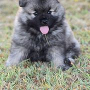 Keeshond Puppies from Anna Boehringer