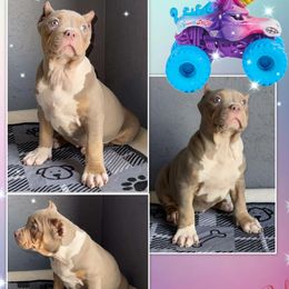 Sparkle Smash - Lilac tri-color American Bully puppy in El Paso, Texas from PaPaws Gotta Love It Kennels