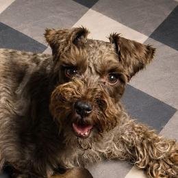 Coco - Miniature Schnauzer