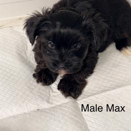 Max - Black and gold male Yorkshire Terrier puppy in Gilbert, Arizona from Yorkie Your Soulmate Puppy