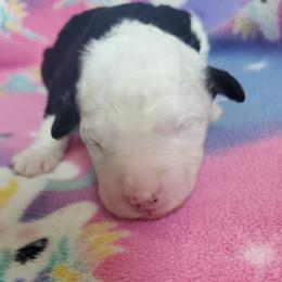 Lola - Black and white female Sheepadoodle puppy in Bellevue, Iowa from Fluffy Wonders Poms and Doodles