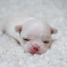Mouse short hair - Gold and white male Chihuahua puppy in Portland, Oregon from PNW Toy Breeds