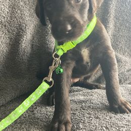 Green girl - Liver female German Shorthaired Pointer puppy in Morley, Michigan from Winsome Farm