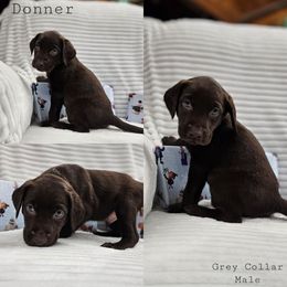 Donner - Chocolate male Labrador Retriever puppy in Boyd, Minnesota from Lindley Labradors