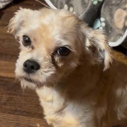 Gus - Brussels Griffon