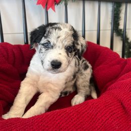 Rocky - White and blue merle male Bordoodle puppy in Valley Center, California from Circle R Valley Bordoodls