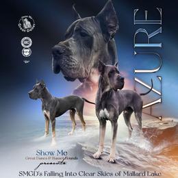 Azure - Great Dane