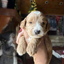 Goldendoodle Puppies from Brasingtondoodles