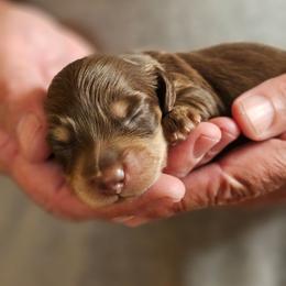 Olive chocolate and cream male - Chocolate and cream male Dachshund puppy in Trade, Tennessee from TN Miniature Dachshunds & Basset Hounds