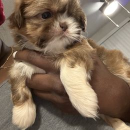 Poodle and Shih Tzu Puppies from Royalti Pups