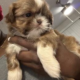 Poodle and Shih Tzu Puppies from Royalti Pups