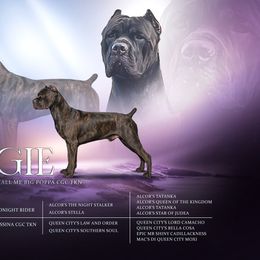 Biggie - Cane Corso