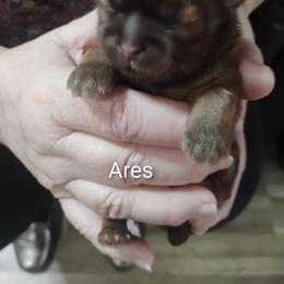 Ares - Liver male Shih Tzu puppy in Ruffs Dale, Pennsylvania from RAM Shih Tzus Rolling Hills of PA