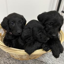 Assorted Doodle Crosses Puppies from Meadow View Danoodles