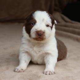 Blue Collar - Red male Border Collie puppy in Courtland, Alabama from C Bar C Ranch Border Collies