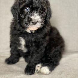Assorted Doodle Crosses Puppies from Barking Blessings