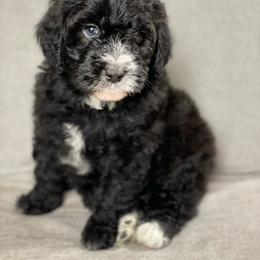 Assorted Doodle Crosses Puppies from Barking Blessings