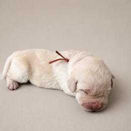 Red Collar - Yellow male Labrador Retriever puppy in Archer Lodge, North Carolina from Archer Lodge Labradors