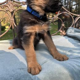 German Shepherd Puppies from Golden Ridge