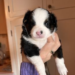 Cocoa - Black tri Toy Australian Shepherd puppy in Boise, Idaho from Loving Little Aussies
