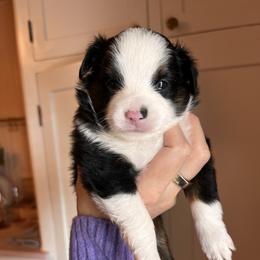 Cocoa - Black tri Toy Australian Shepherd puppy in Boise, Idaho from Loving Little Aussies