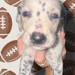 Tennessee - White and black male Dalmatian puppy in Bremen, Georgia from Clark’s Dalmatians
