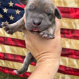Patriot - Blue brindle male Great Dane puppy in Rosharon, Texas from Parker's Great Danes
