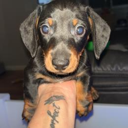 Rottie - Black and tan male Dachshund puppy in Dayton, Ohio from Mrs. Tucks Waggin’ Weenies