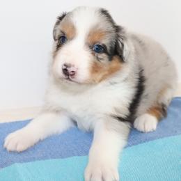 Boy 3 - male Australian Shepherd puppy in Colorado from Firestone Australian Shepherds