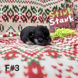 Belle - Black and tan female French Bulldog puppy in Homestead, Florida from BackyardfinestBullys