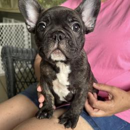 Black and Tan Coonhound and French Bulldog Puppies from Kalan Kennel