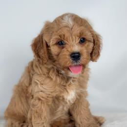 George - Golden male Cockapoo puppy in Pledger, Texas from Sugarbear Cockapoos