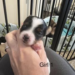Girl 1 - Black tan and white female Biewer Terrier puppy in Chester, South Carolina from Classic Biewers