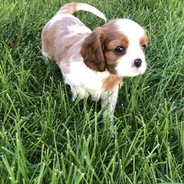 Arches - Blenheim Cavalier King Charles Spaniel puppy in Sandy, Utah from Wasatch Cavaliers