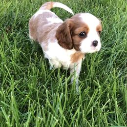 Arches - Blenheim Cavalier King Charles Spaniel puppy in Sandy, Utah from Wasatch Cavaliers