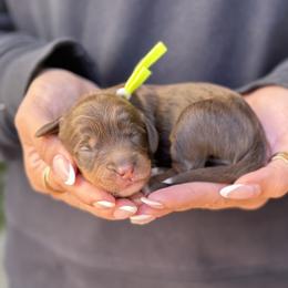 Charity - Tri-color female Australian Labradoodle puppy in Morgan Hill, California from Loving Labradoodles