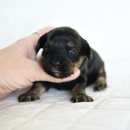Girl 1 - Black and tan female Cavapoo puppy in Lawton, Oklahoma from Lindsey’s Cavies