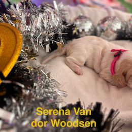 Basset Hound Puppies from Hound House